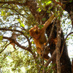 Wild monkeys in trees in Morocco