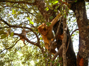 Wild monkeys in trees in Morocco