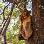 Wild monkey eating peanut in tree in Morocco
