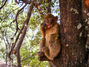 Wild monkey eating peanut in tree in Morocco