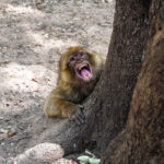 Wild Monkey in Morocco