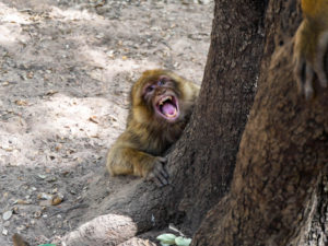Wild Monkey in Morocco
